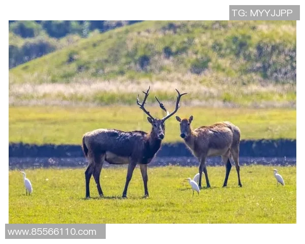 雄鹿栖息地保护与生态平衡的研究及其对生物多样性的影响分析